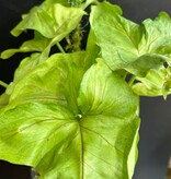 Magazoo Plante Syngonium podophyllum (Pot 5'')
