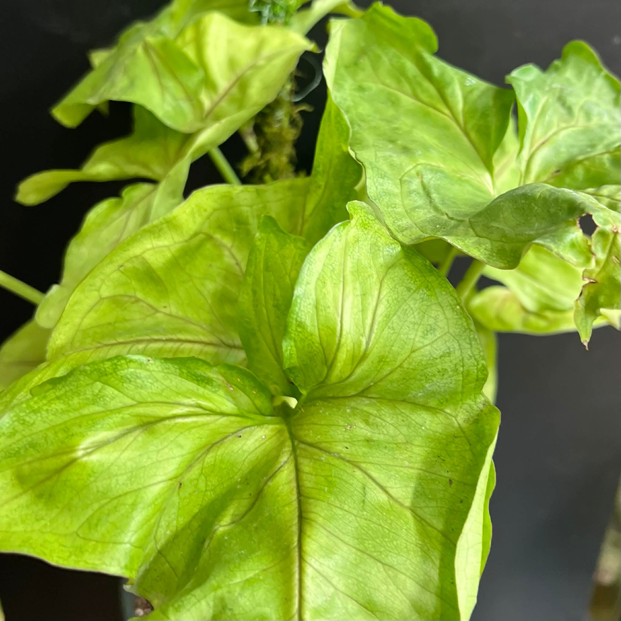 Magazoo Plante Syngonium podophyllum (Pot 5'')