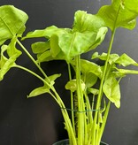 Magazoo Syngonium podophyllum plant (5'' pot)