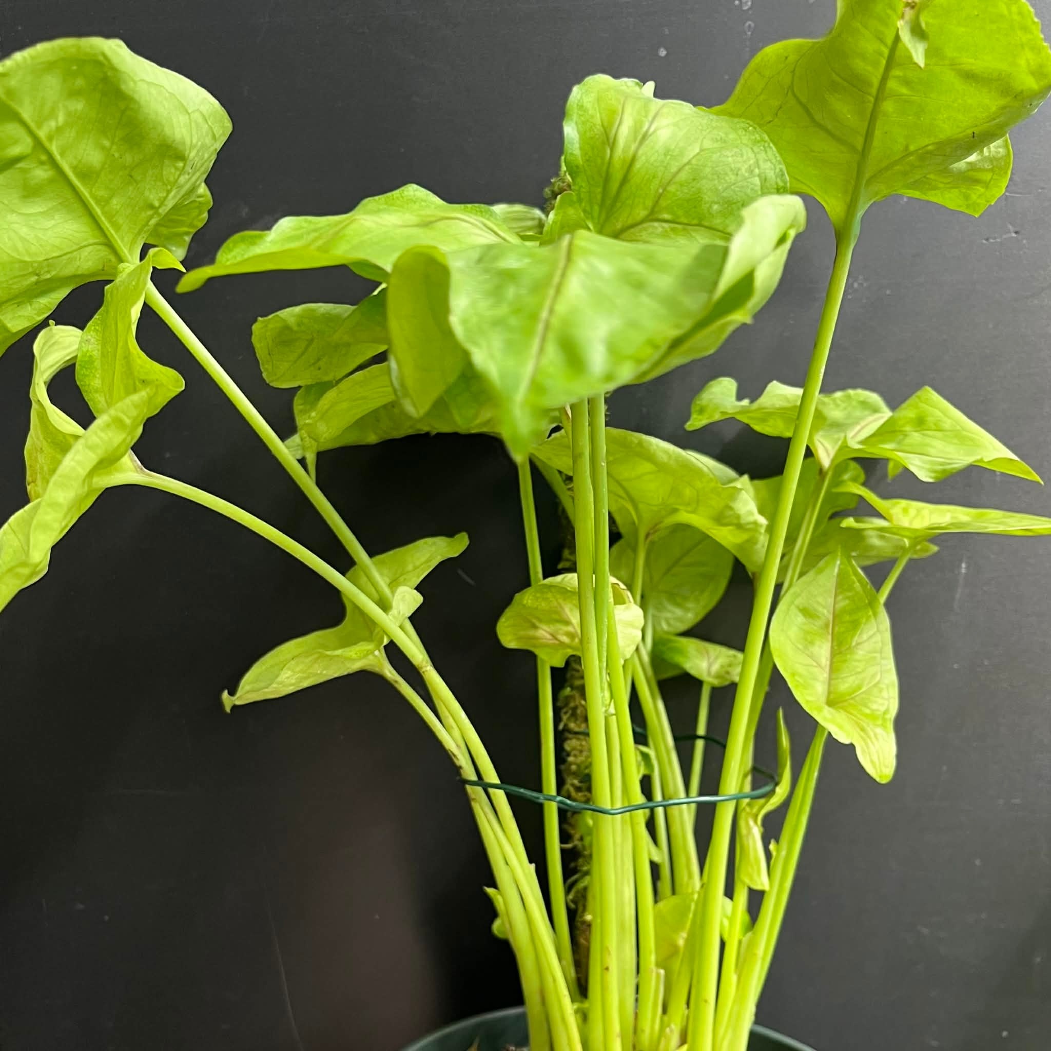 Magazoo Plante Syngonium podophyllum (Pot 5'')