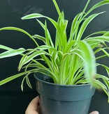 Magazoo Plante araignée Chlorophytum Comosum 'Variegata' (Grand)