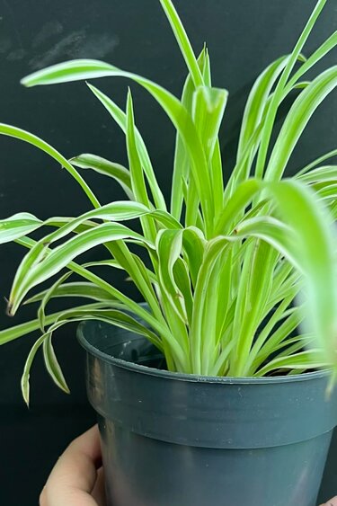 Magazoo Plante araignée Chlorophytum Comosum 'Variegata' (Grand)