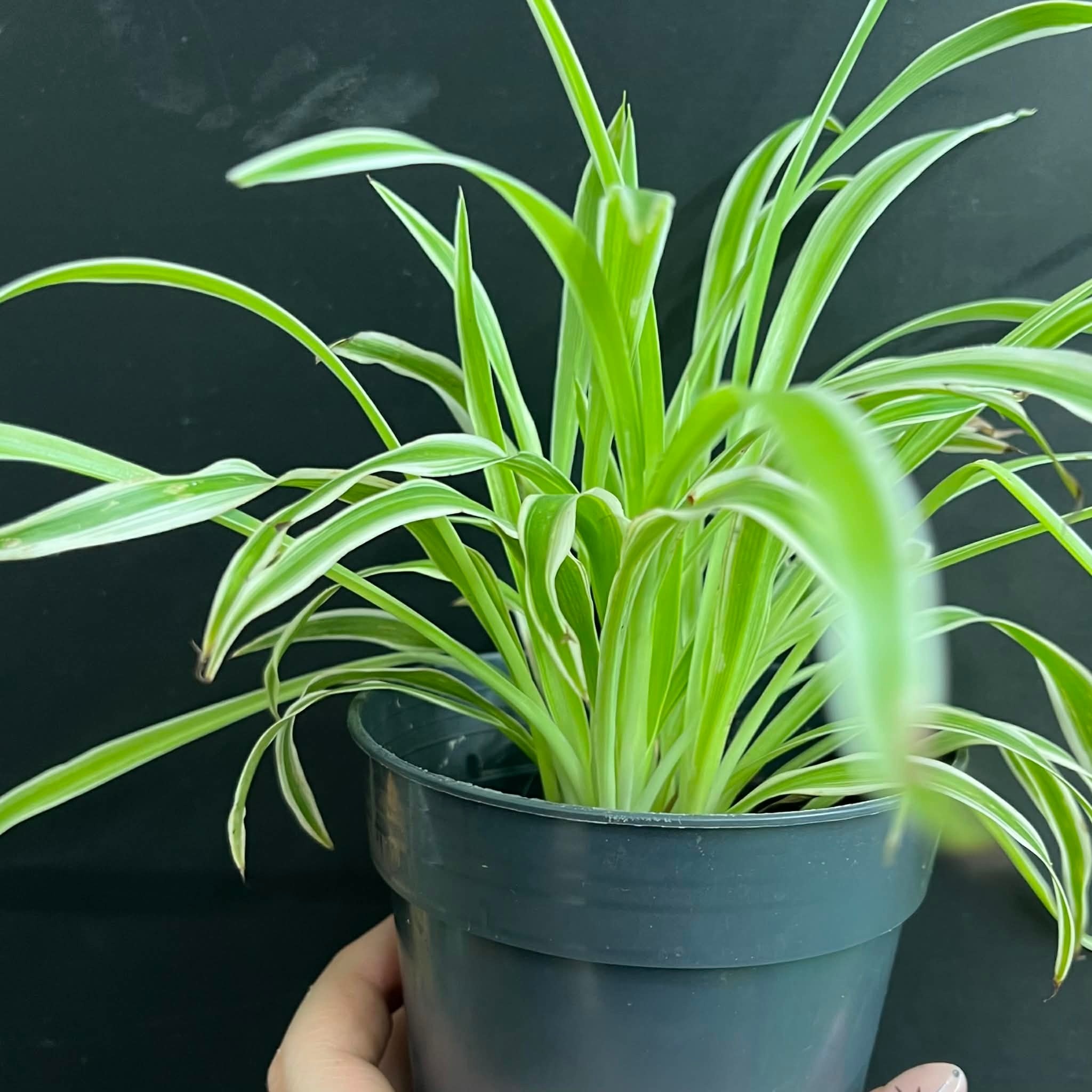 Magazoo Plante araignée Chlorophytum Comosum 'Variegata' (Grand)