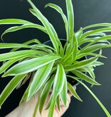 Magazoo Spider plant Chlorophytum comosum 'Variegata' (Large)