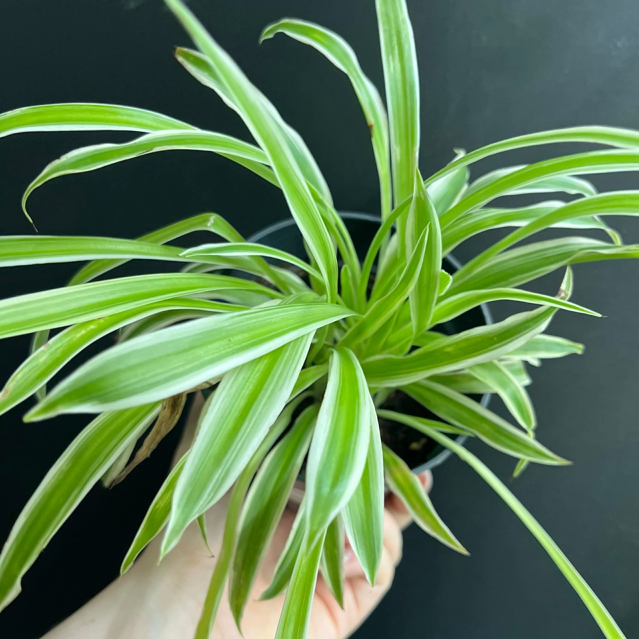 Magazoo Plante araignée Chlorophytum Comosum 'Variegata' (Grand)
