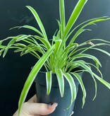 Magazoo Spider plant Chlorophytum comosum 'Variegata' (Large)