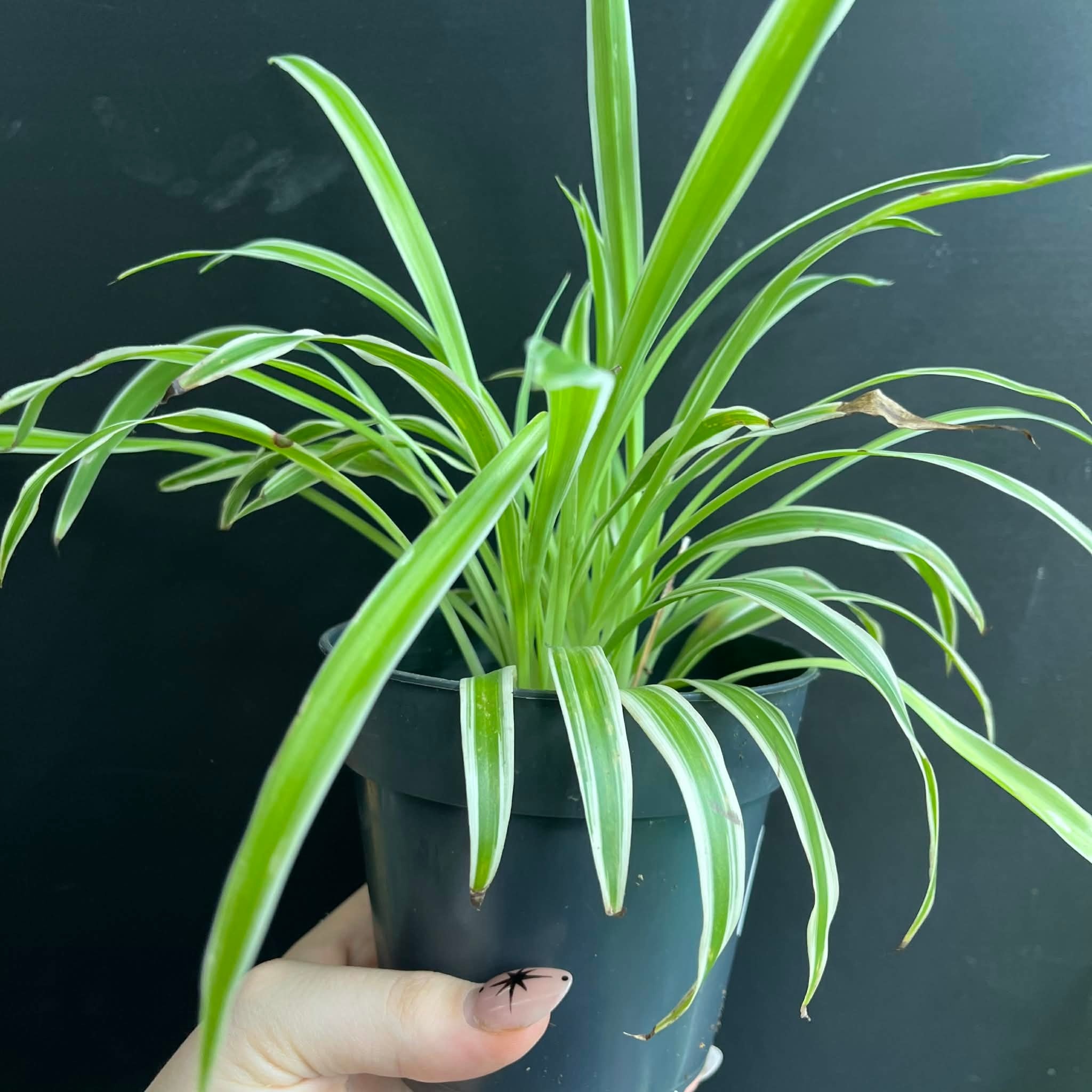 Magazoo Spider plant Chlorophytum comosum 'Variegata' (Large)