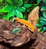 Magazoo Gecko léopard Mandarin Blood femelle 27/1/26