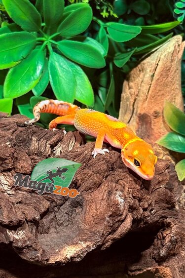 Magazoo Gecko léopard Mandarin Blood femelle 27/1/26