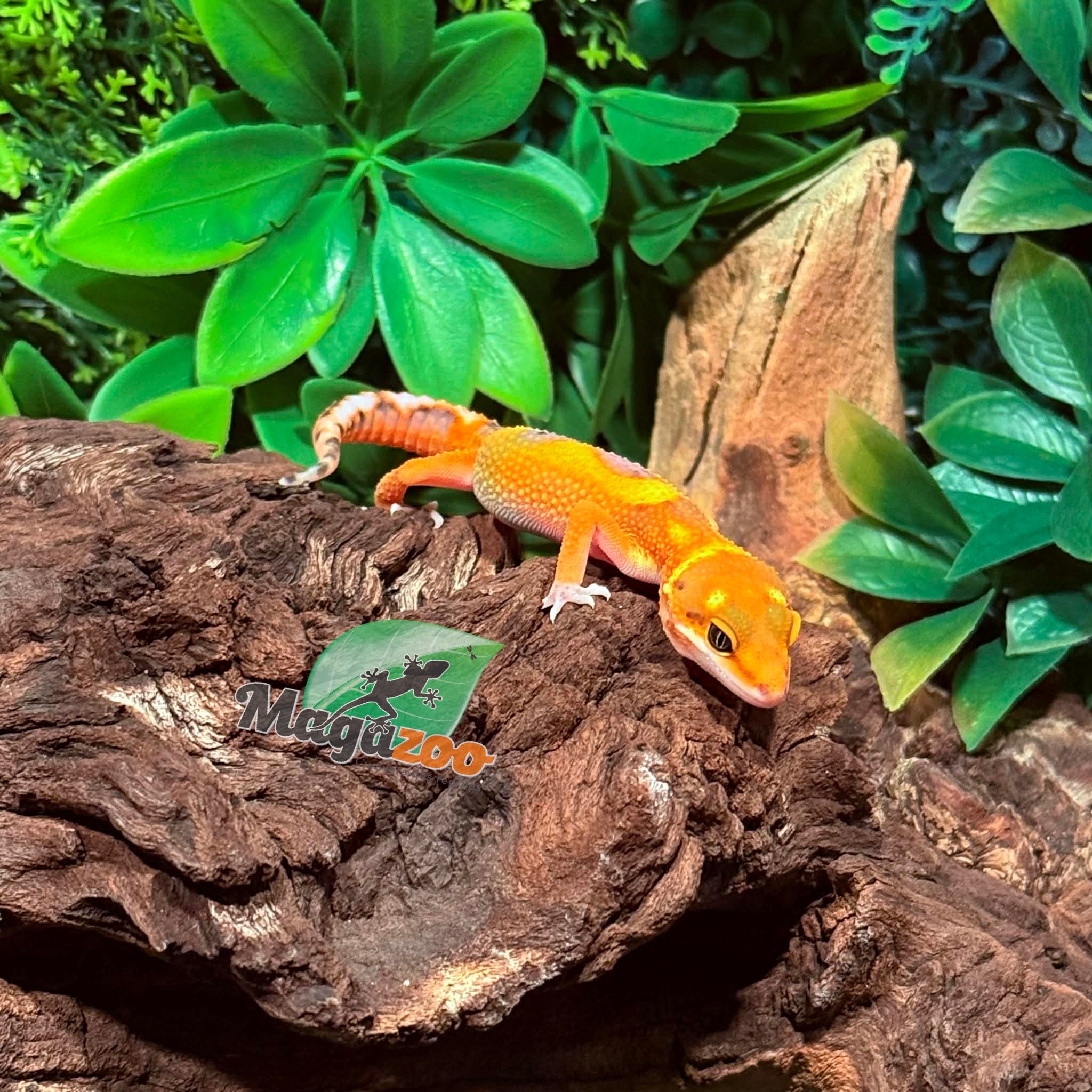 Magazoo Gecko léopard Mandarin Blood femelle 27/1/26