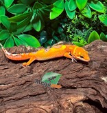 Magazoo Female Mandarin Blood Leopard Geclo 01/27/26