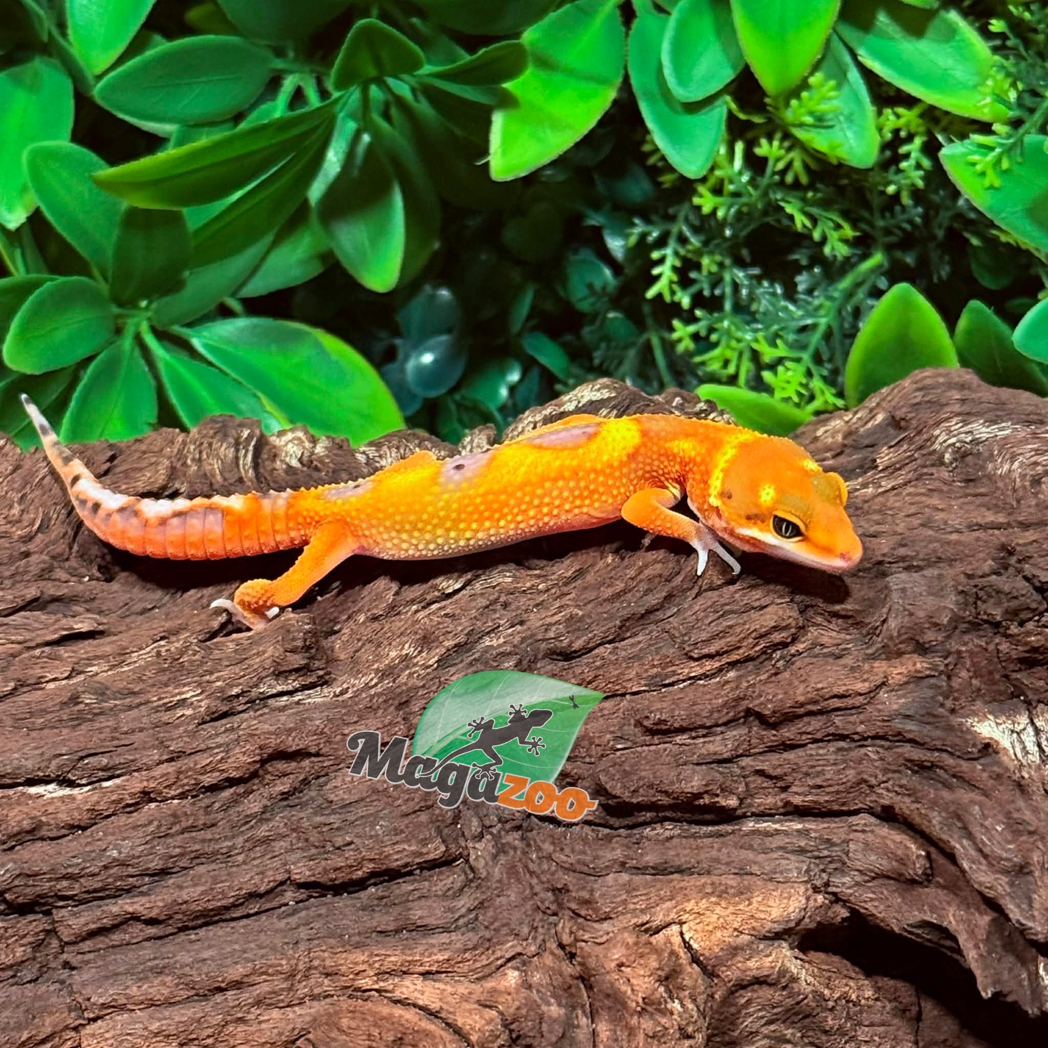 Magazoo Gecko léopard Mandarin Blood femelle 27/1/26