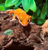 Magazoo Gecko léopard Mandarin Blood femelle 27/1/26