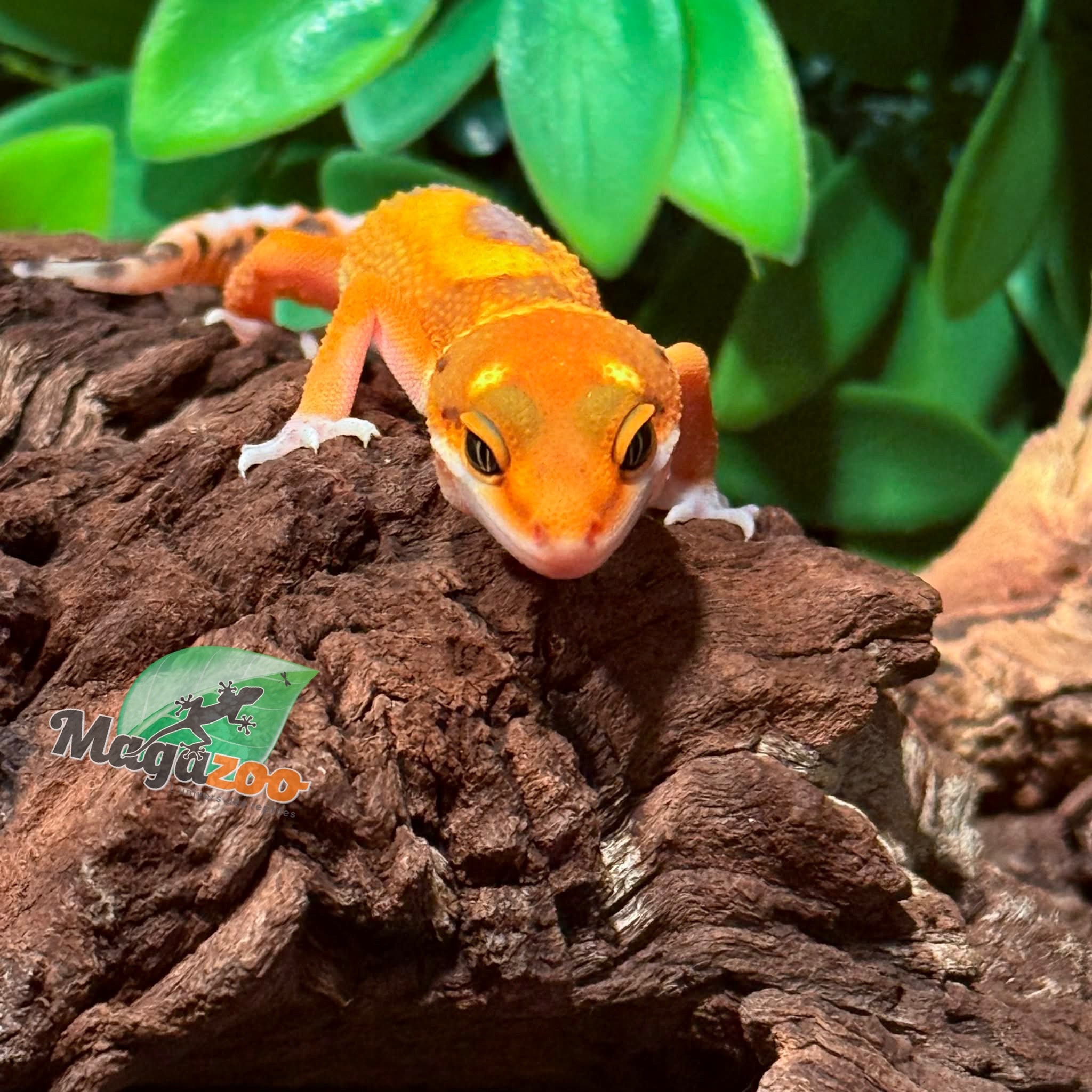 Magazoo Female Mandarin Blood Leopard Geclo 01/27/26
