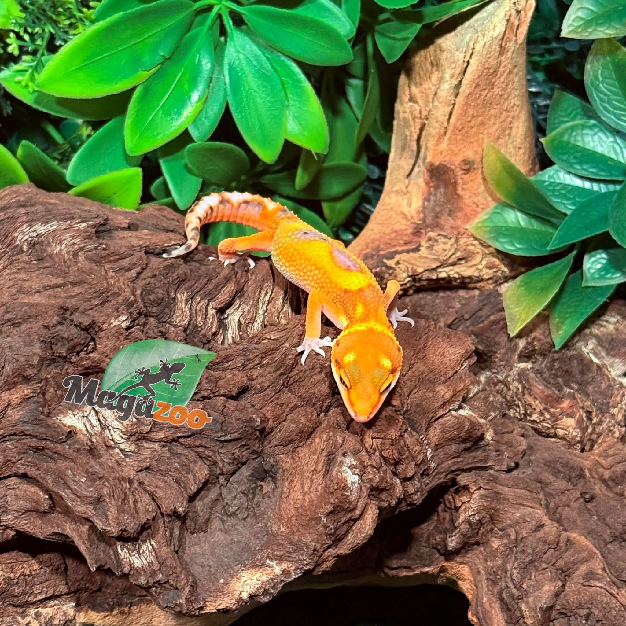 Magazoo Gecko léopard Mandarin Blood femelle 27/1/26