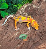 Magazoo Female Bold Mandarin Leopard Gecko 02/07/26