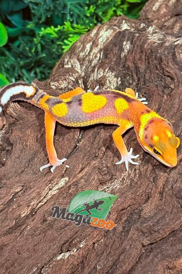 Magazoo Gecko léopard Bold Mandarin femelle 7/2/26