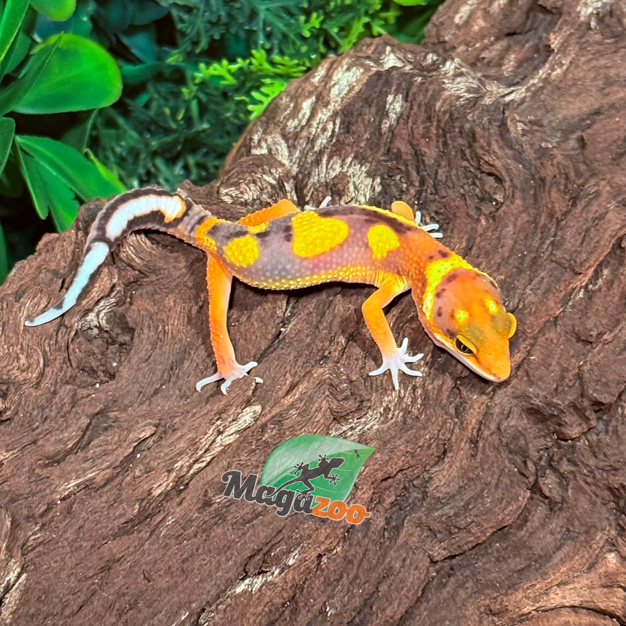 Magazoo Female Bold Mandarin Leopard Gecko 02/07/26