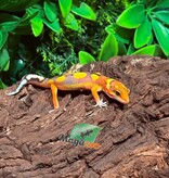 Magazoo Gecko léopard Bold Mandarin femelle 7/2/26