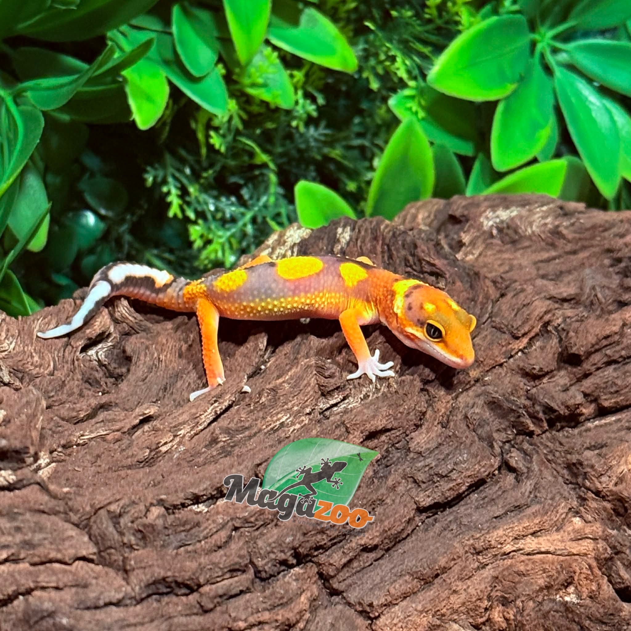 Magazoo Female Bold Mandarin Leopard Gecko 02/07/26