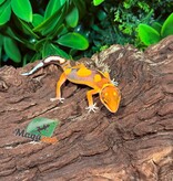 Magazoo Gecko léopard Bold Mandarin femelle 7/2/26