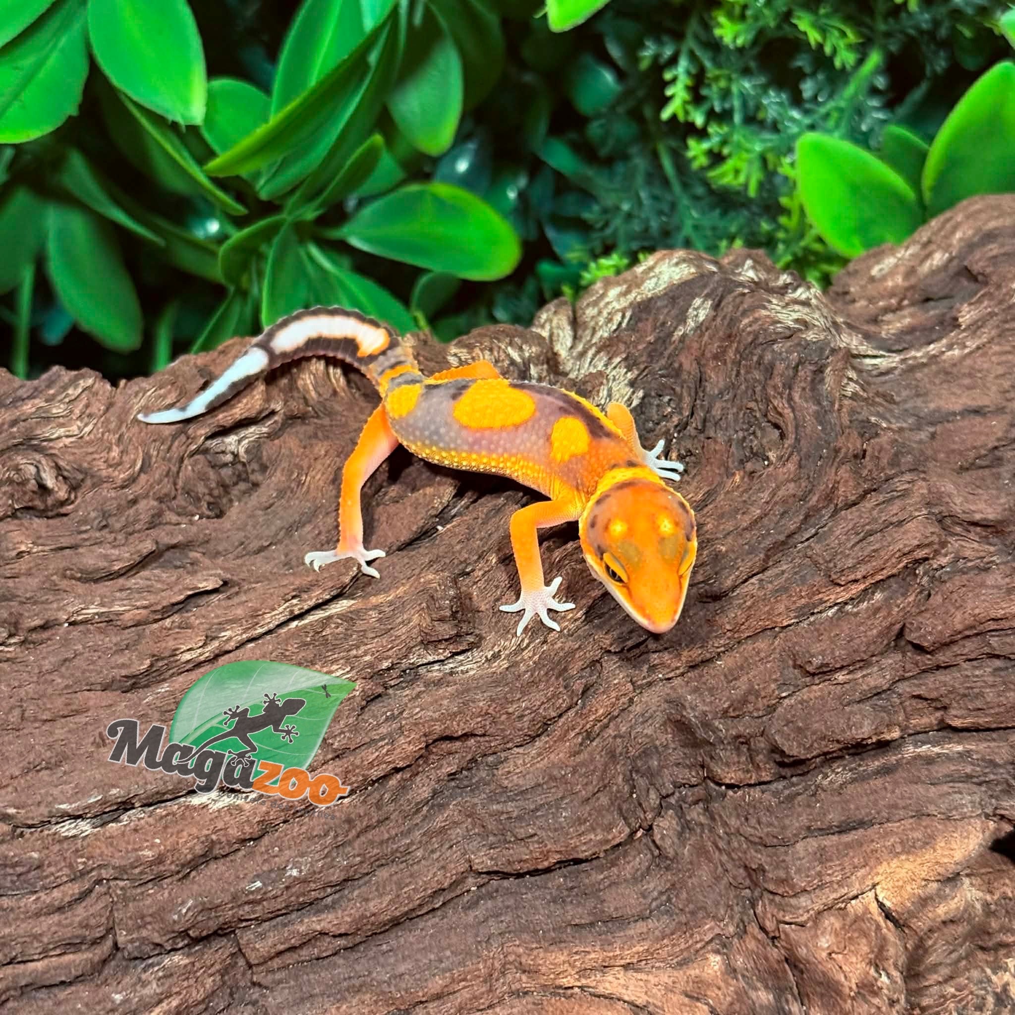 Magazoo Female Bold Mandarin Leopard Gecko 02/07/26