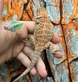Dragon barbu hypo orange leatherback tiger  #1 Mâle