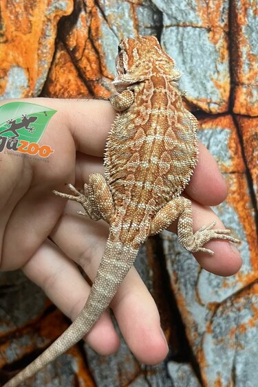 Hypo Orange Leatherback Tiger Bearded Dragon #1