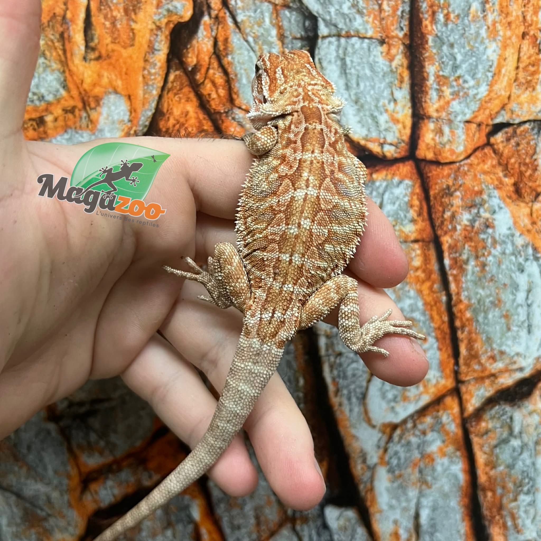 Dragon barbu hypo orange leatherback tiger  #1 Mâle