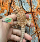 Dragon barbu hypo orange leatherback tiger  #1 Mâle