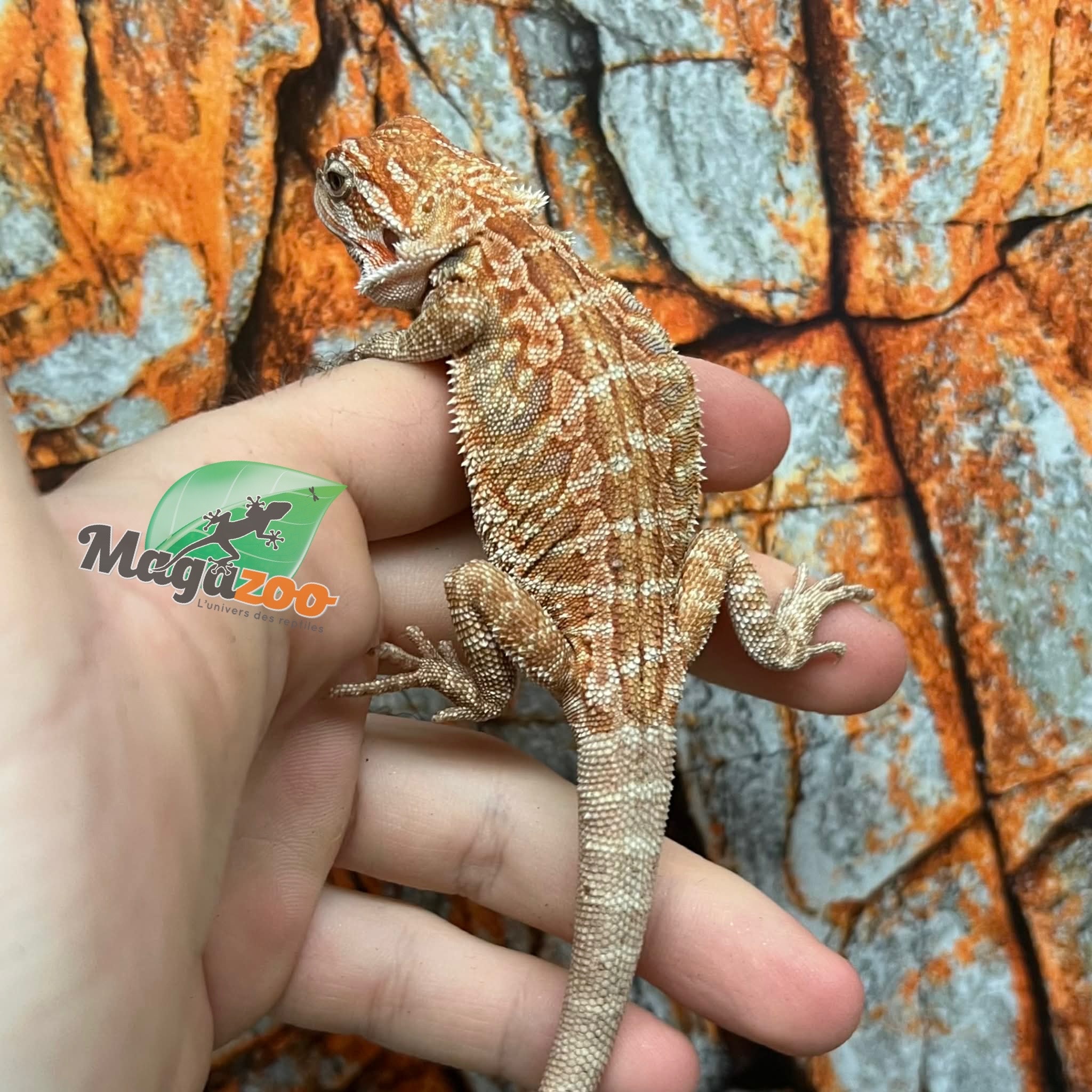 Dragon barbu hypo orange leatherback tiger  #1 Mâle