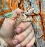 Dragon barbu hypo orange leatherback tiger  #1 Mâle