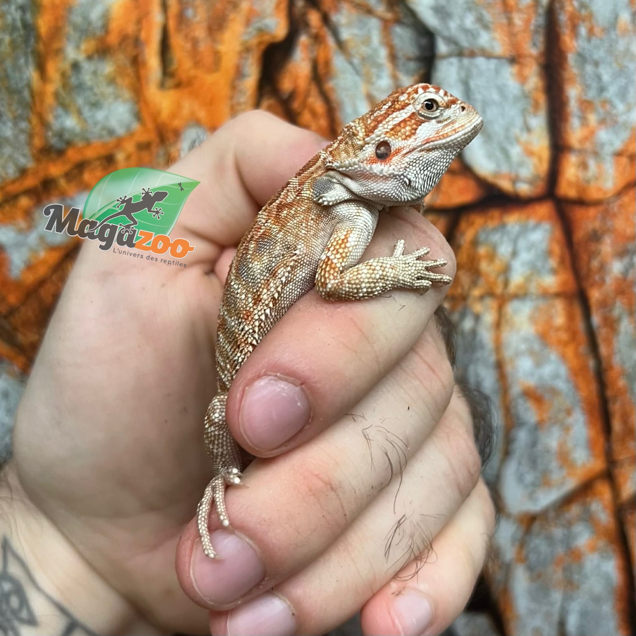 Dragon barbu hypo orange leatherback tiger  #1 Mâle