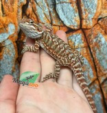 Hypo Orange Leatherback Tiger Bearded Dragon #2