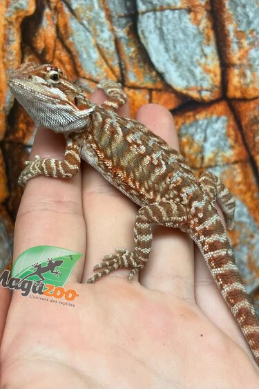 Dragon barbu hypo orange leatherback tiger #2 Male