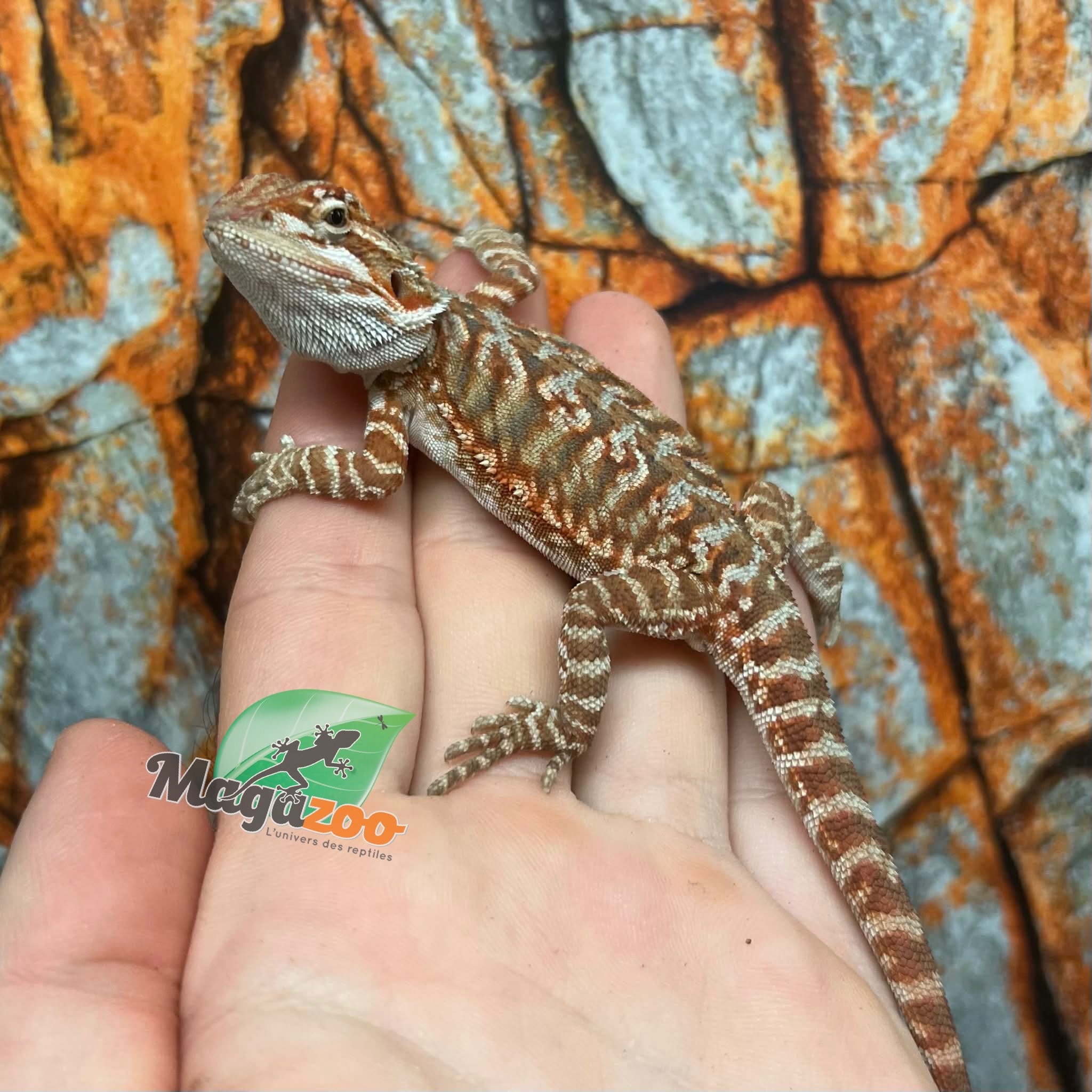 Dragon barbu hypo orange leatherback tiger #2 Male
