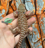 Dragon barbu hypo orange leatherback tiger #2 Male
