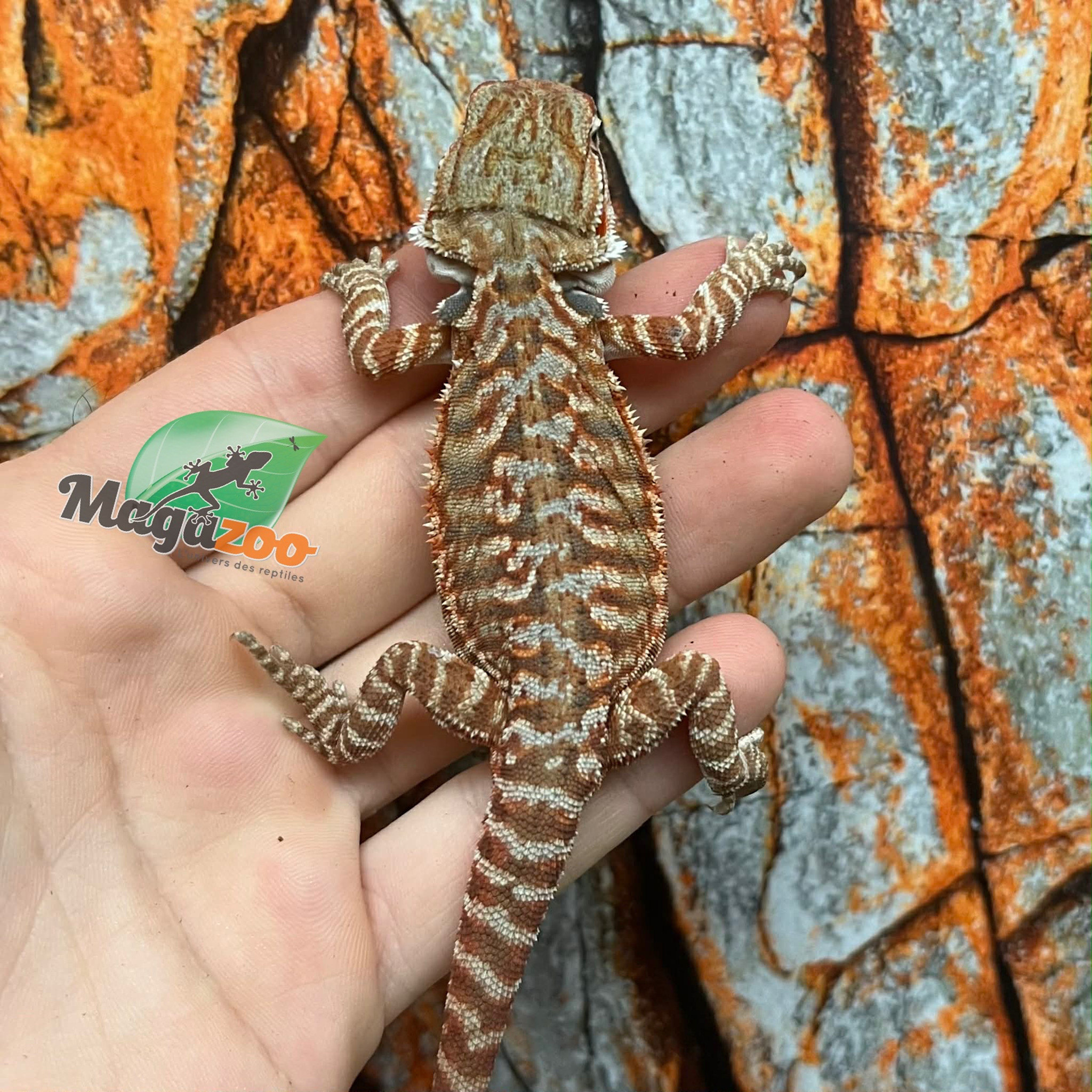 Hypo Orange Leatherback Tiger Bearded Dragon #2
