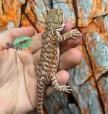 Dragon barbu hypo orange leatherback tiger #2 Male