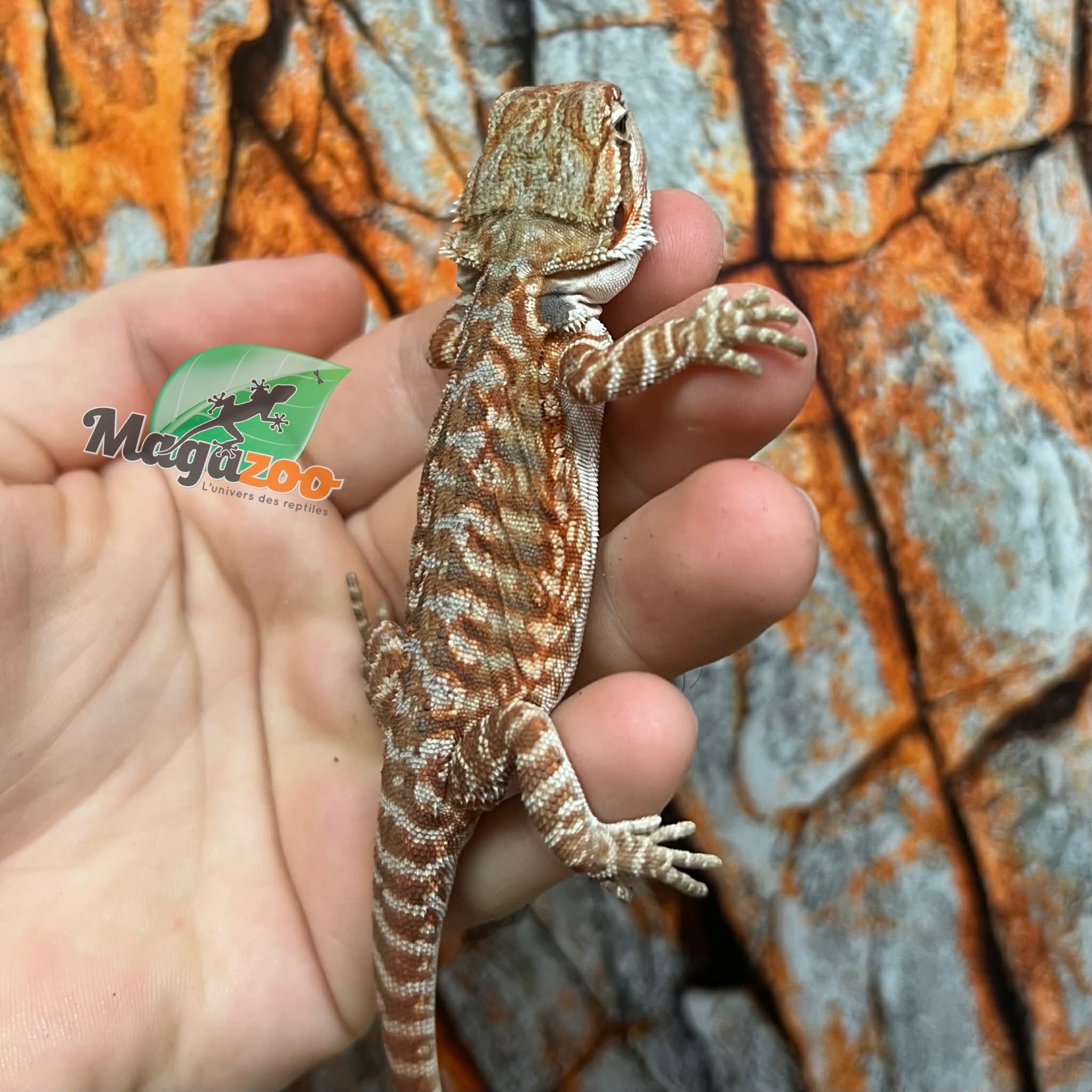 Dragon barbu hypo orange leatherback tiger #2 Male