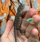 Dragon barbu  Tiger #2 femelle 9/01/26