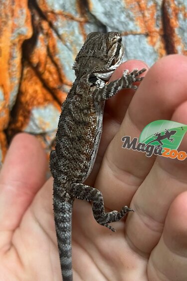 Dragon barbu  Tiger #2 femelle 9/01/26