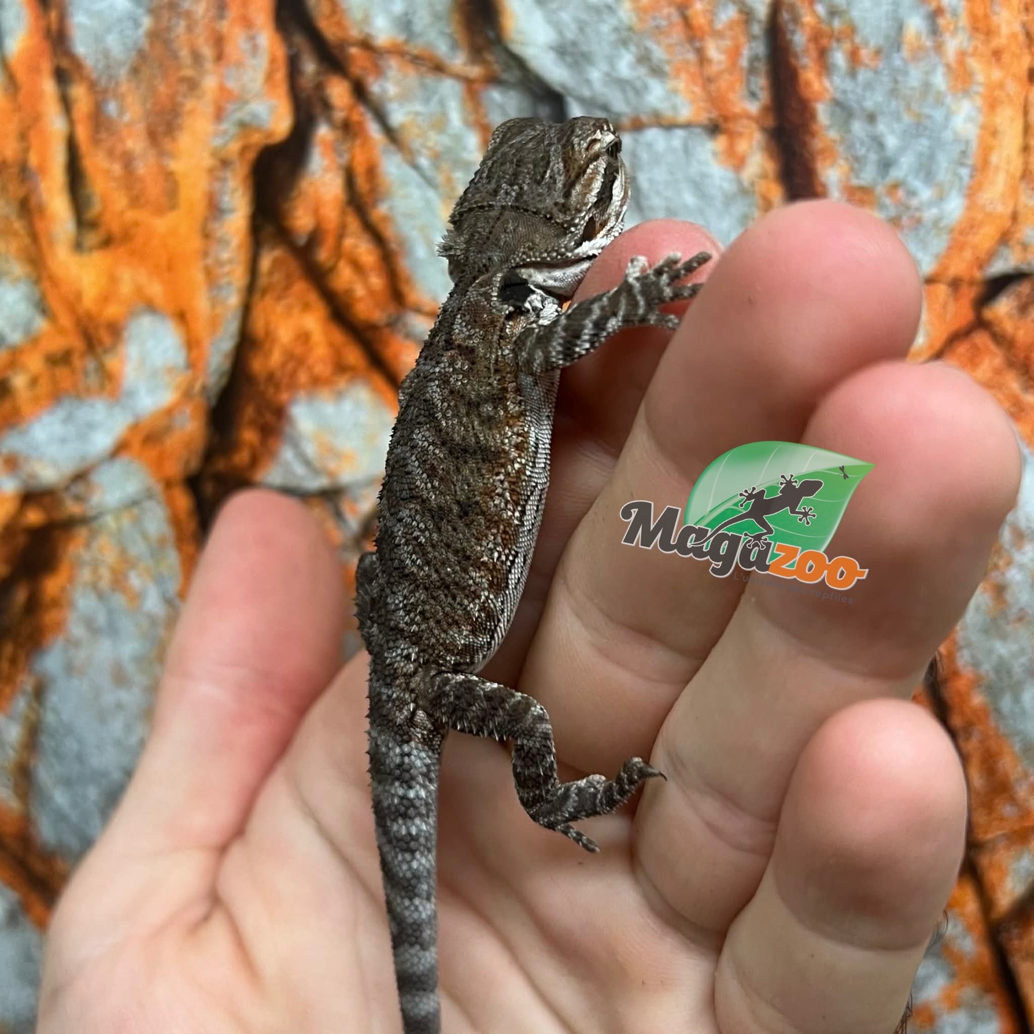 Tiger Bearded dragon #2