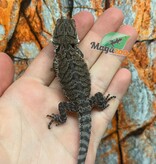 Tiger Bearded dragon #2