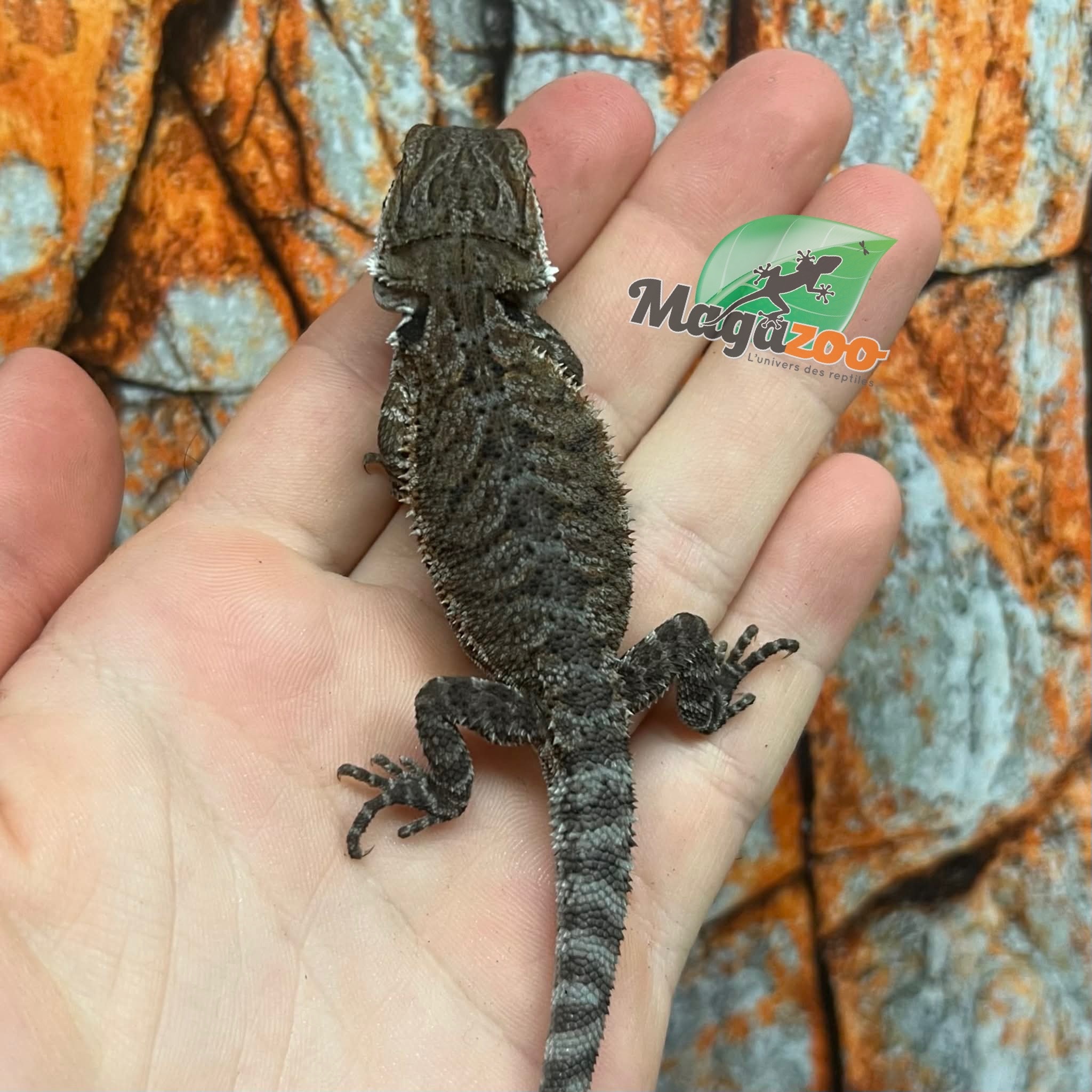 Dragon barbu  Tiger #2 femelle 9/01/26