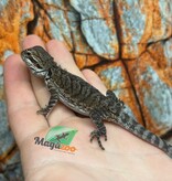 Tiger Bearded dragon #2