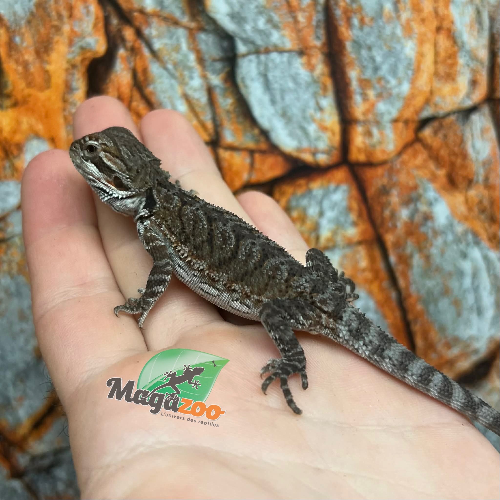 Dragon barbu  Tiger #2 femelle 9/01/26