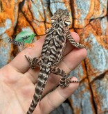 Orange Tiger leatherback Bearded Dragon