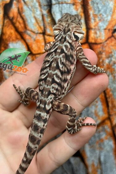 Dragon barbu  Orange Tiger leatherback Male 9/1/26