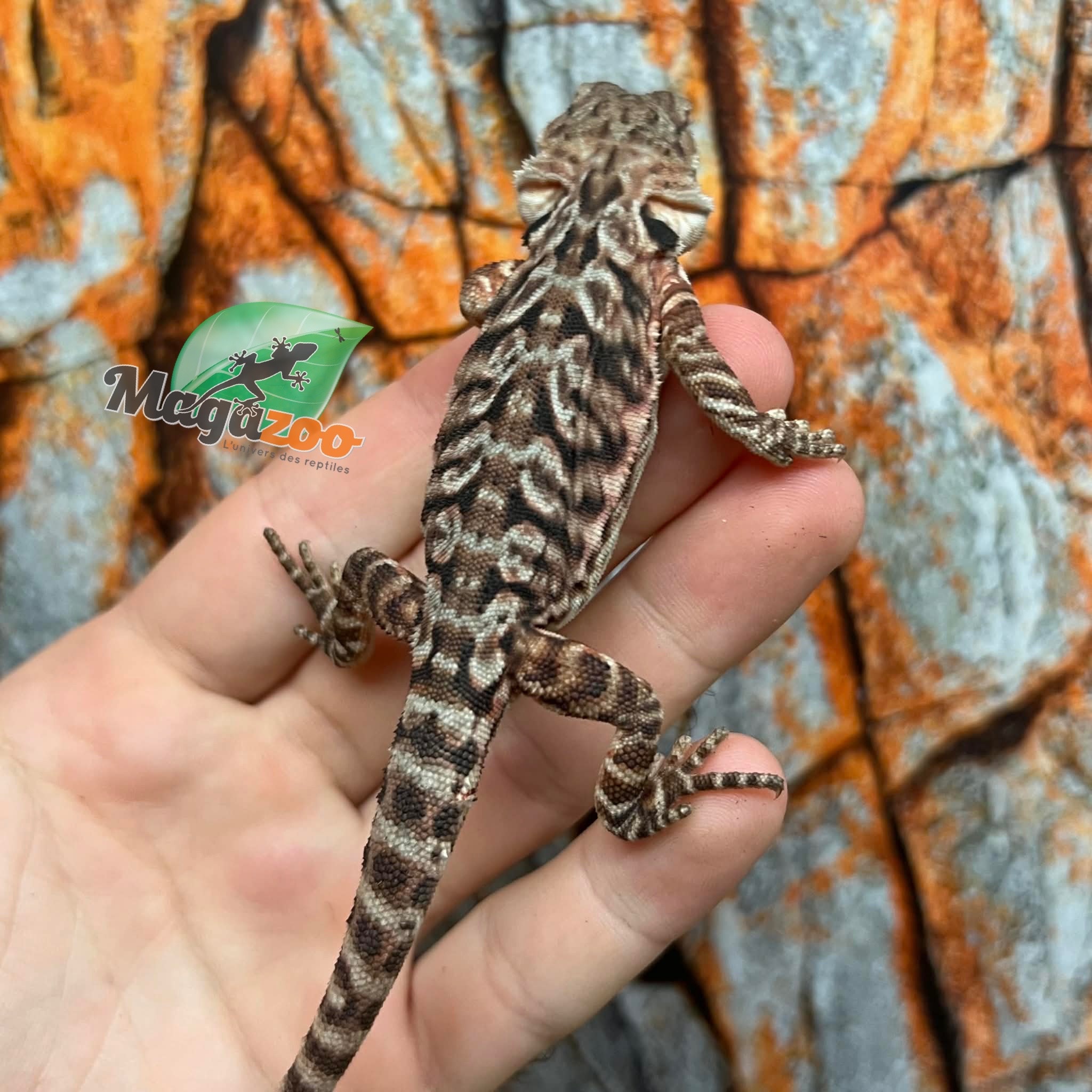 Orange Tiger leatherback Bearded Dragon